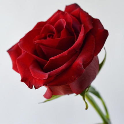 Grande rose rouge Grande rose rouge