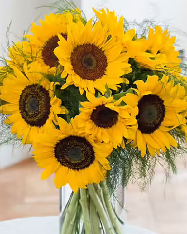 tournesol tournesol